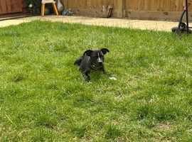 Staffy pup ready for new home!