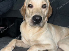 American Labrador rehoming