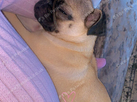 Pug 8months old. Girl