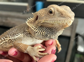 Zero Bearded Dragon 3 years old female