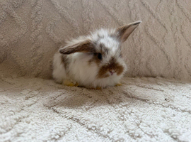 Lionhead bunnies for sale