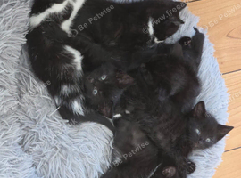 6 Kittens Ready for Their New Homes  . &pound;100 Each