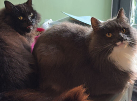 Rehoming 2 cats