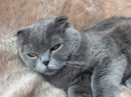 Scottish fold cat