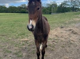 Thorneyside Welsh D filly