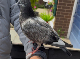 Baby pigeon for sale