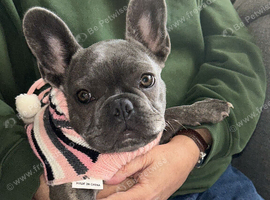 Frenchie for sale