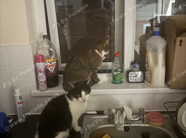 2 cats