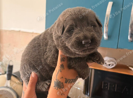 German Shepard puppies long haired