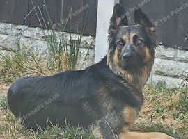 German Shepherd female