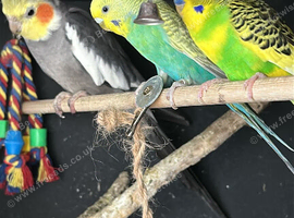 BUDGIE FOR SALE