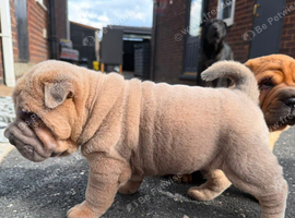4 males 1female sharpies 8 weeks old ready now &pound;995