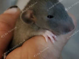 Mouser breeder PETERBOROUGH