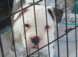 American Bulldog Puppy needs a new home