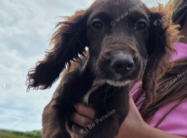 Cocker spaniel pups