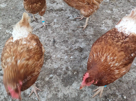 14 x ex battery hens