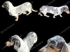 PRA CLEAR BLUE PIED DAPPLE STUD