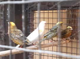 Pair of lizard canaries