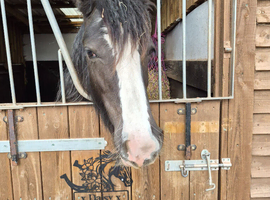 12.3 13 month old filly