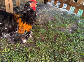 Roosters Pekin