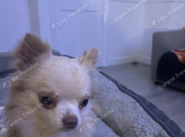 Proven long haired chihuahua stud