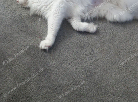 Main coon cat