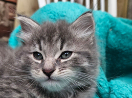 Part Maine Coon fluffy kittens