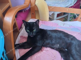 mix burmese siamese female adult gentle cat