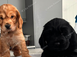 Gorgeous Show Type Cocker Pups