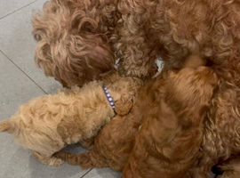 All sold !Beautiful puppies Cavapoo F1b