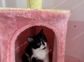 8 week old kitten