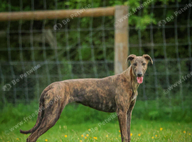 Lurcher 9 months