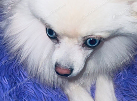 Stunning TINY White Cream Neutered Pomsky Blue Eyes