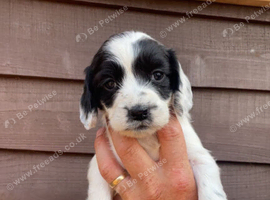 Working cocker spaniel puppies