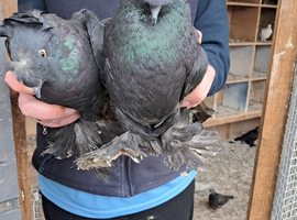 Double crested trumpeter pigeons