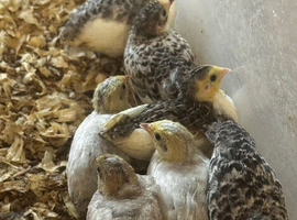 6 Chinese painted quail chicks