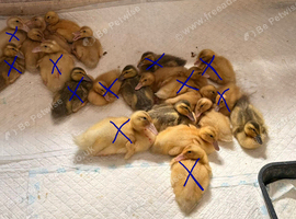 Ducklings!