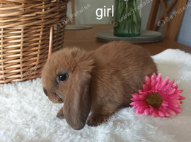 Gorgeous mini lops