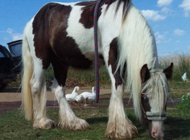 Very well handled cob gelding