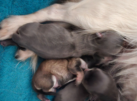 Stunning chihuahua puppies