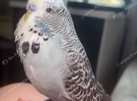 Beautiful tame budgies