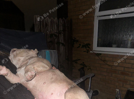 Good home wanting a pocket bully/ American bully puppy