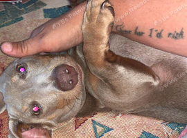7 month old boy