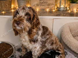 Cockapoo puppies available now