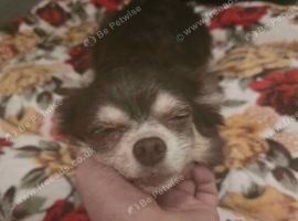 Loving 8yo grandma chihuhua looking for rehome