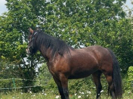 SOLD!!Lovely fell,cob mare summer project.