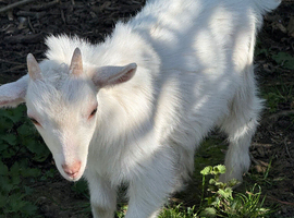 Baby Nigerian dairy goats