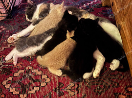 Beautiful 9 week old kittens looking for their forever homes