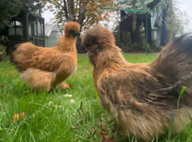 Silkie hens for sale