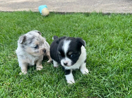 Gorgeous Chihuahua Puppies &ndash; 1 Boy & 1 Girl